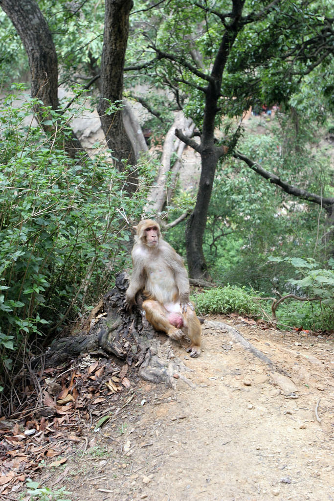 Lounging monkey.