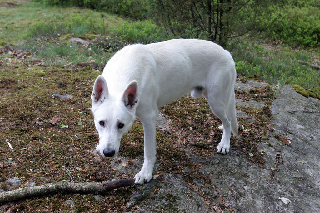 Tibor, daring me to try and take his stick.