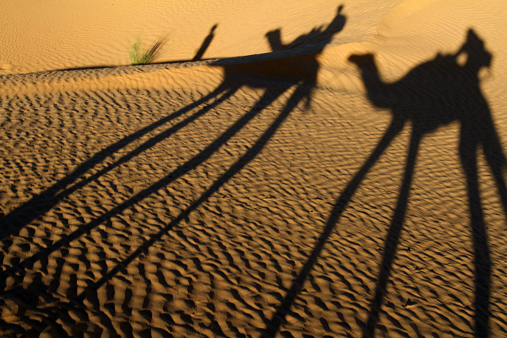 Long legged camels