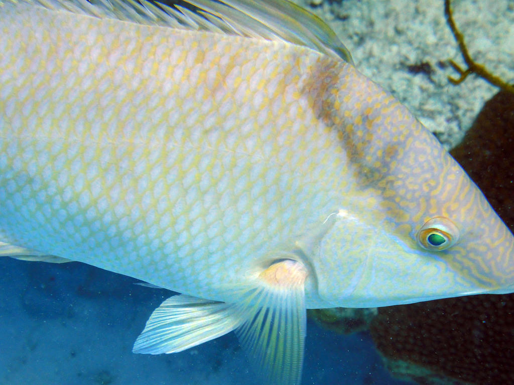 Hogfish close-up