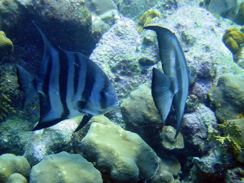 Spadefish close-up