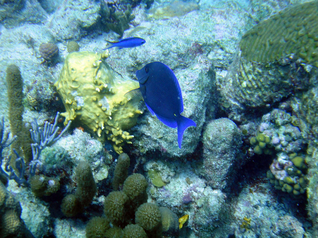 Blue tang