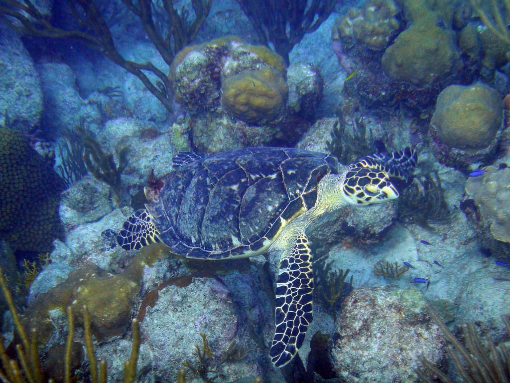 Turtle close-up