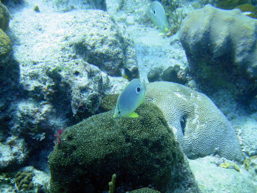 Four eye butterflyfish