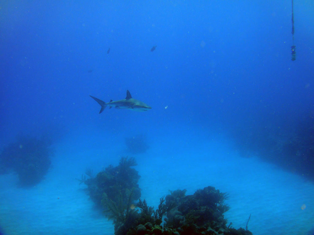 Blacktip reef shark