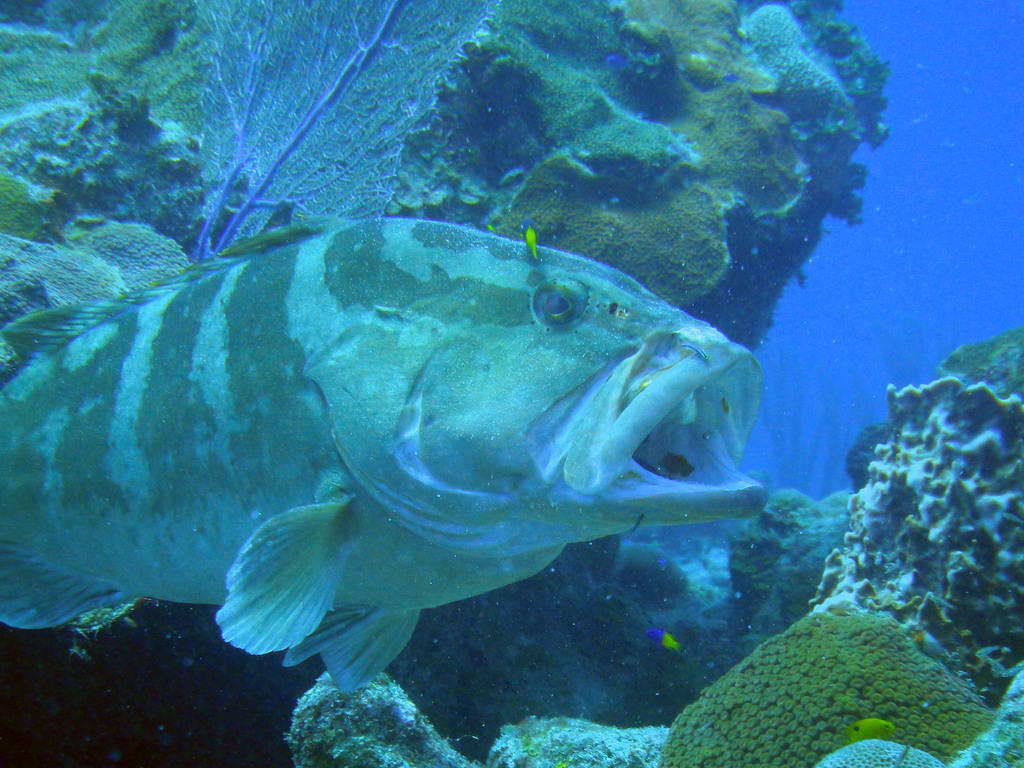 Nassau grouper and cleaning fish