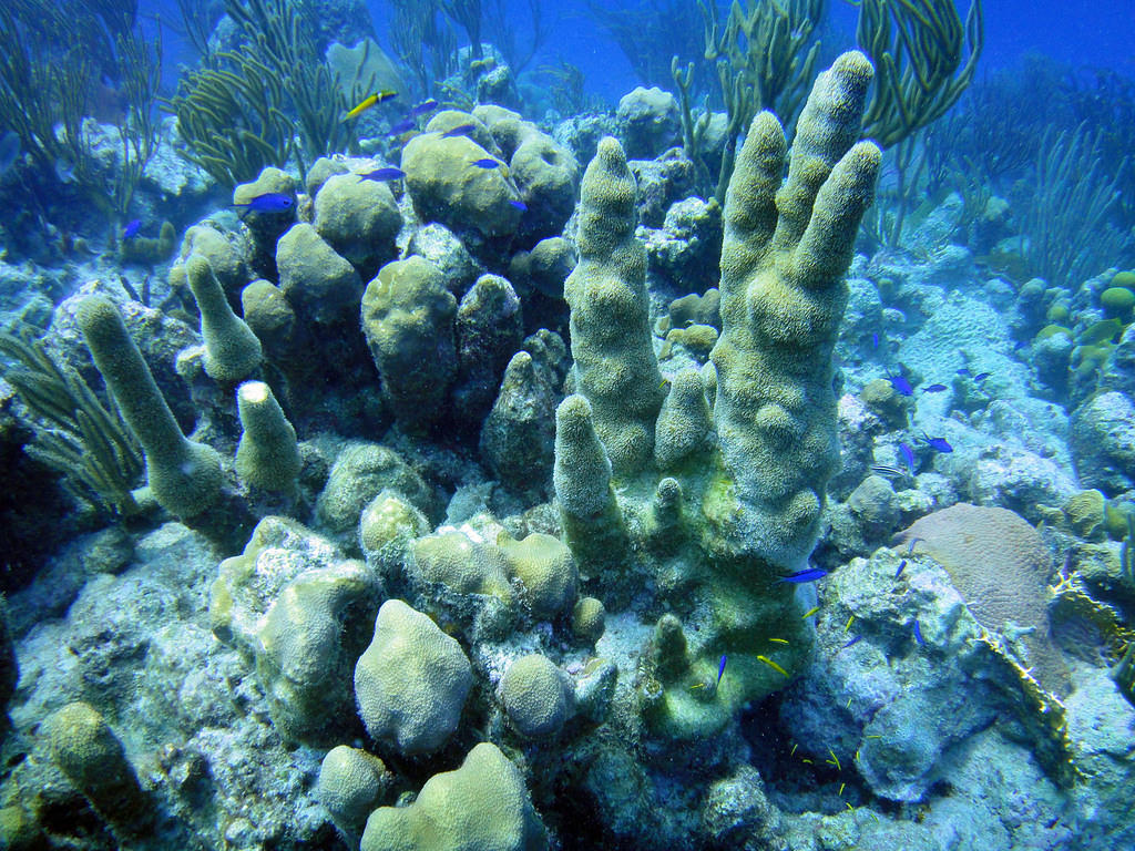 Coral and blue chromis