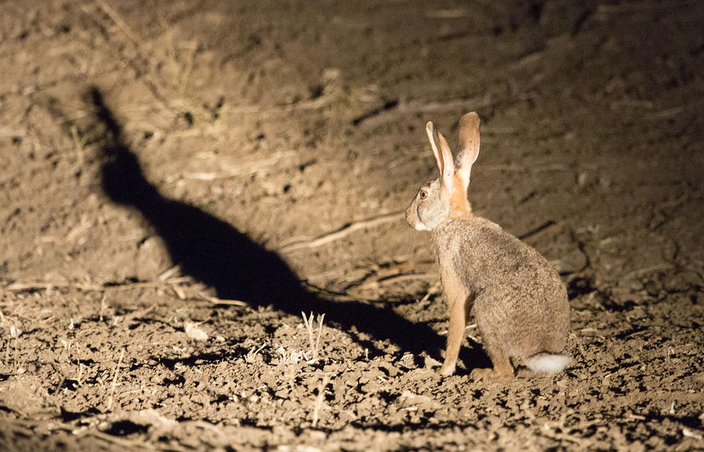 Scrub hare