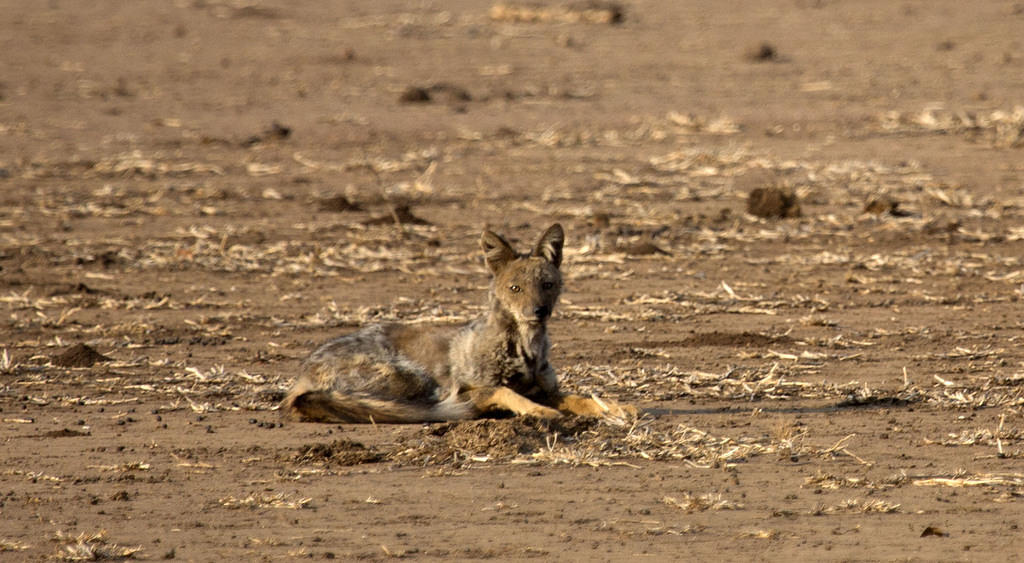 Side-striped jackal