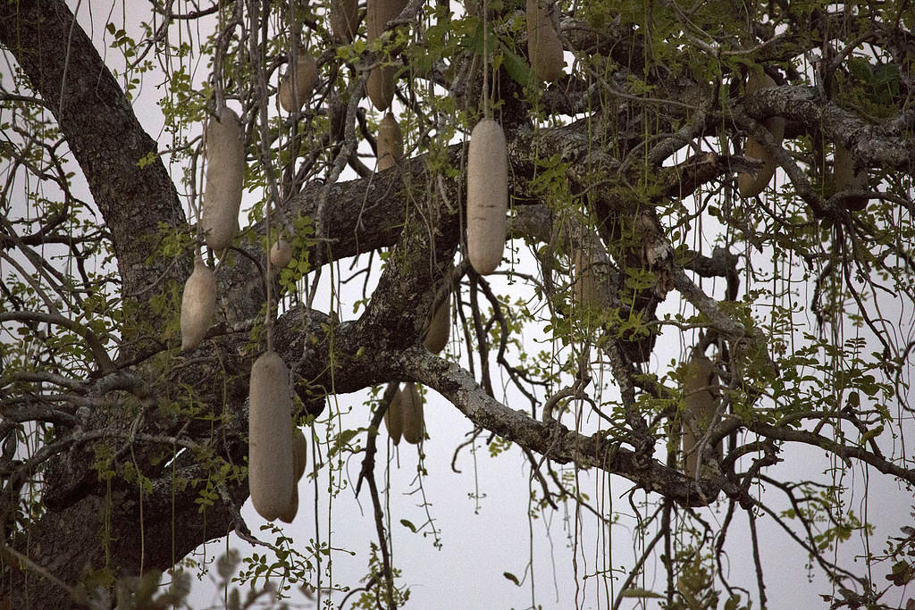 Sausage tree fruit