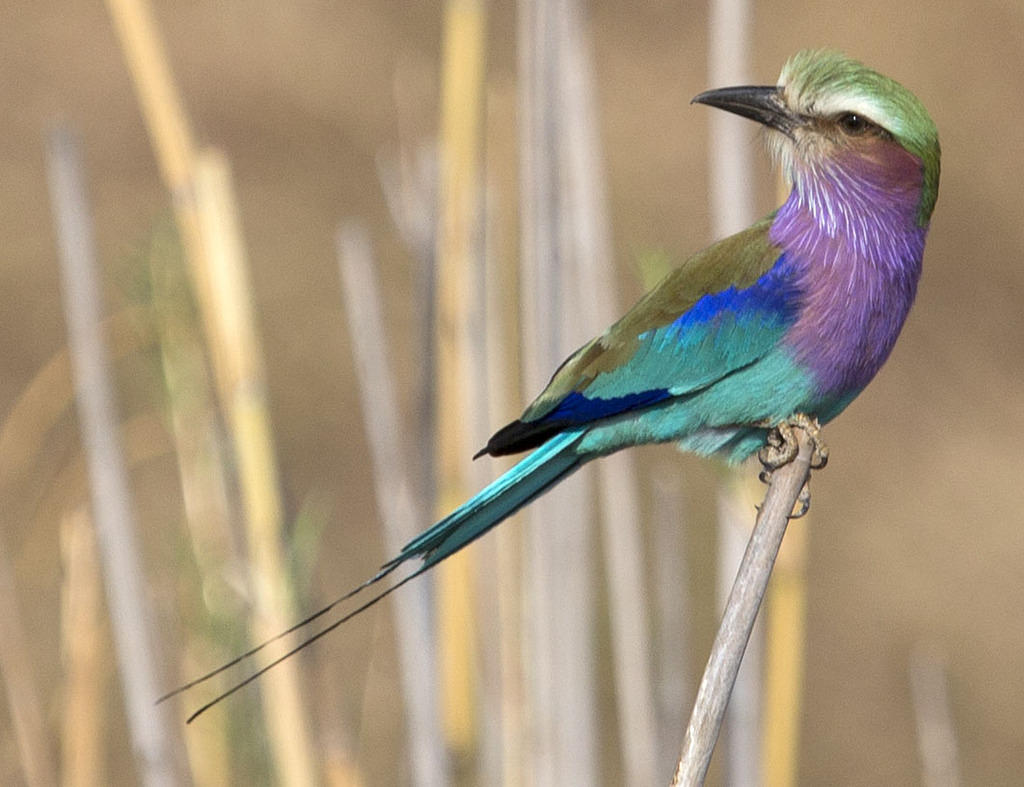 Lilac breasted roller x3