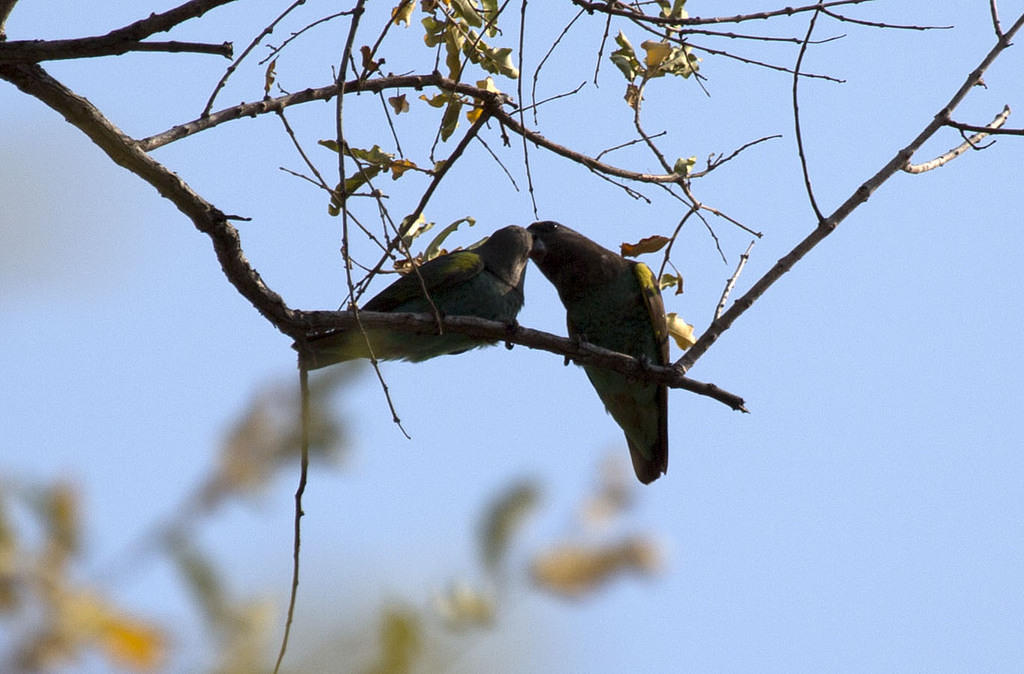 Parrots feeding one another