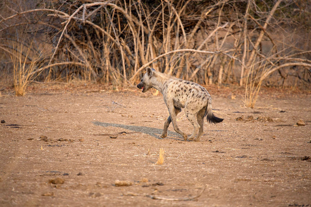 Prowling
