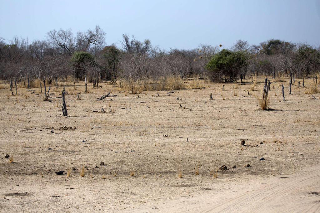 South Luangwa