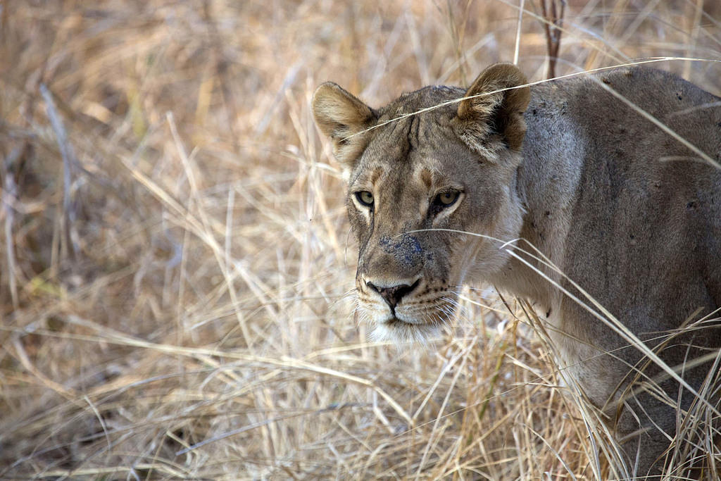 Lioness