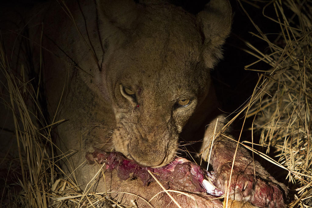 Bloody paws