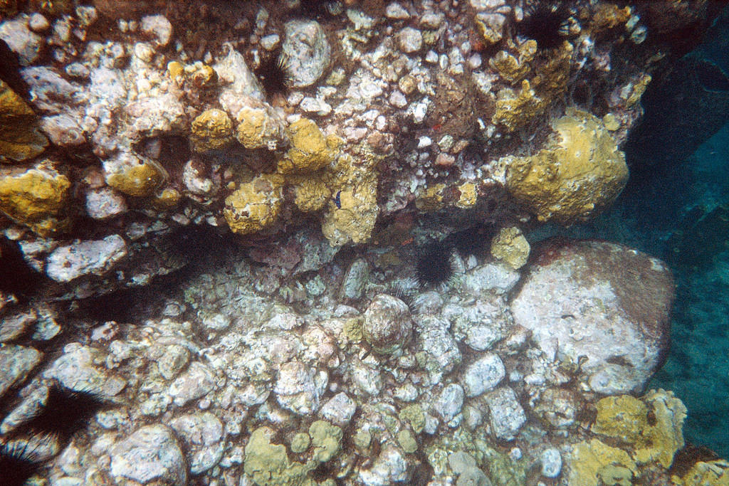 Tried to take a picture of a brilliant blue-spotted fish (tiny thing in the middle).  Oh well.  Disposable camera.