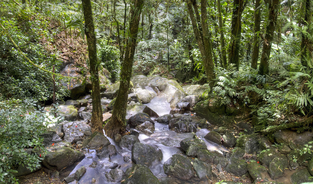 El Yunque rainforest