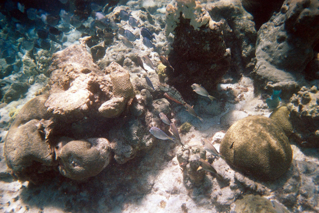 Stoplight parrotfish