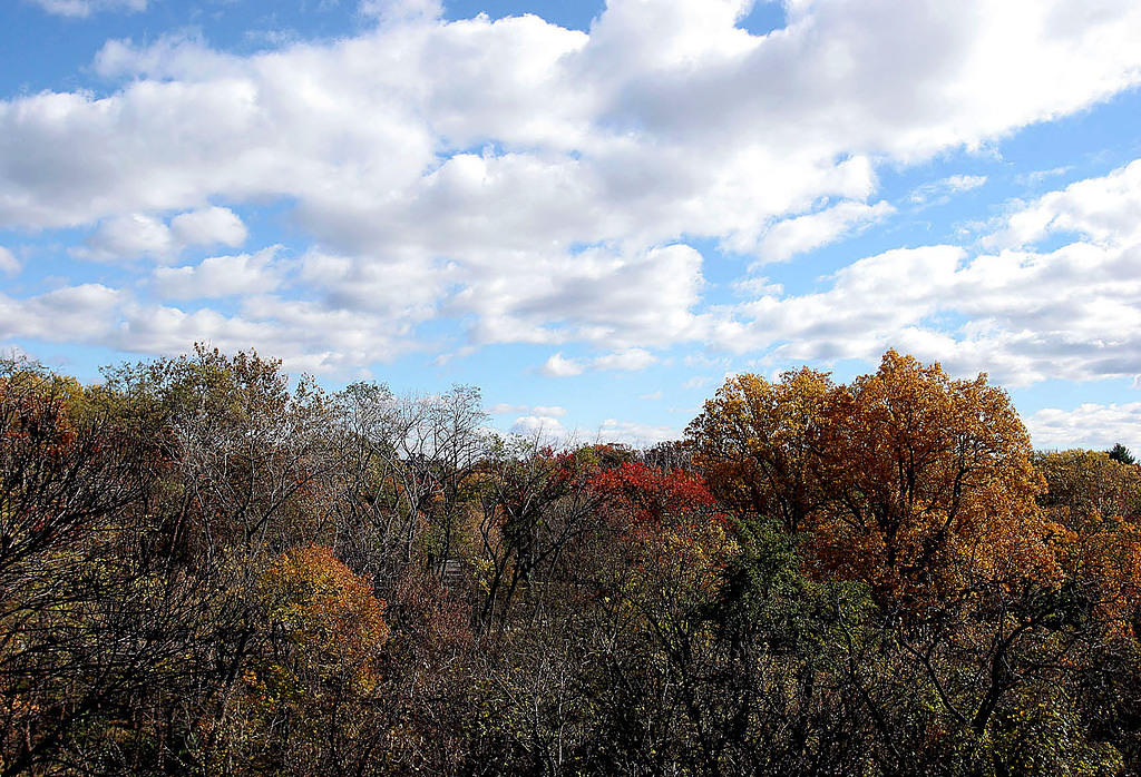 Fall, from my apartment window