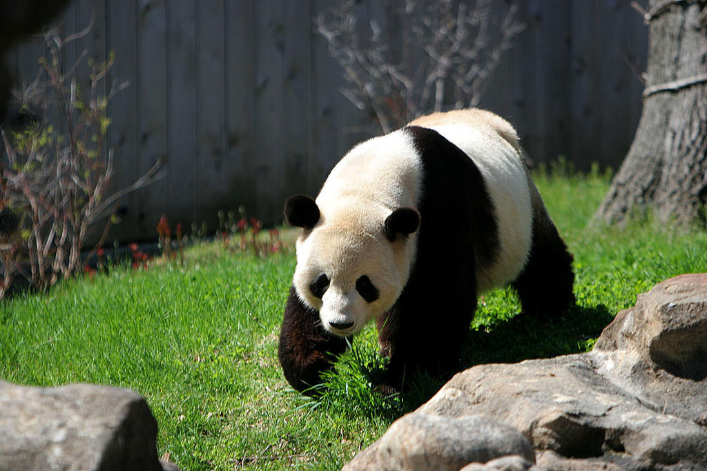Panda walking