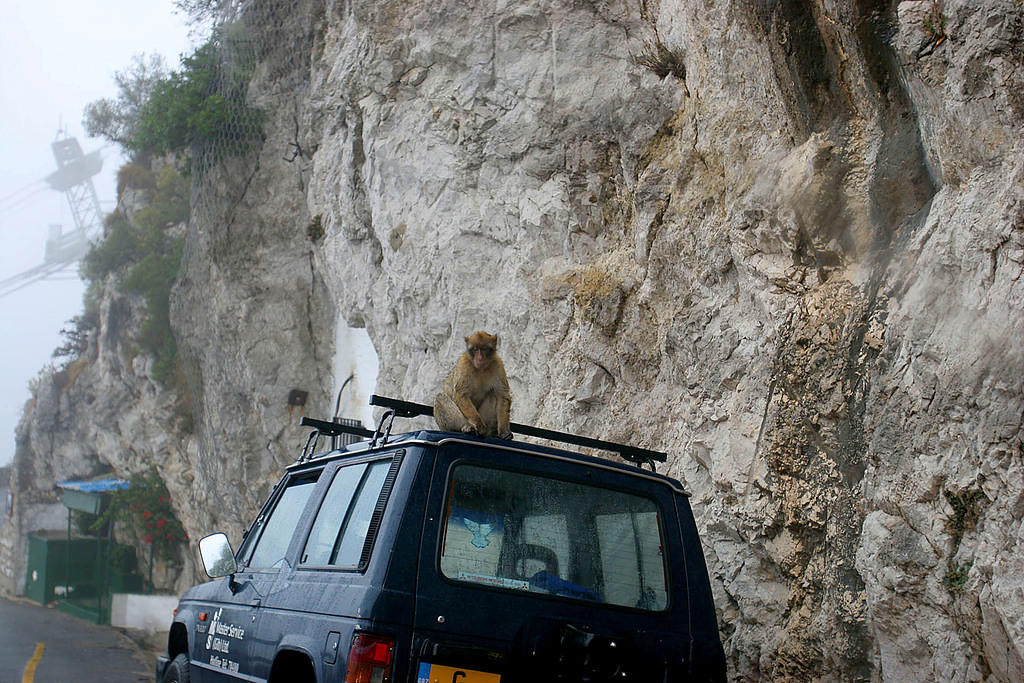 Monkeys in Gibraltar