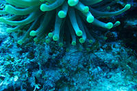 Anemone with arrow crab