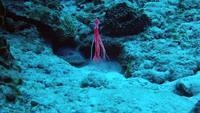 video: frogfish