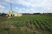 Tobacco and drying barn