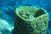 Frogfish in sponge