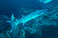 Barracuda