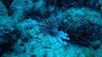 video: lionfish