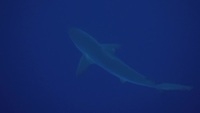 Video: Galapagos Shark