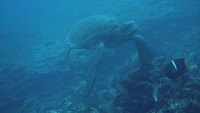 Video: Turtles