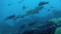 Video: White Tip Shark
