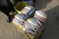 Couple mackerel