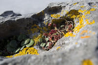 Lichen and friends