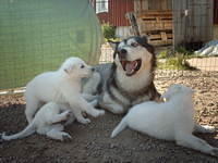 Go away furballs