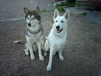 Tibor's father Ramses together with Jack, an Alaskan Malamute (yellow eyes! o_O