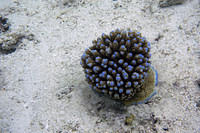 Blue-tipped coral
