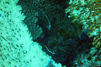 juvenile trunkfish