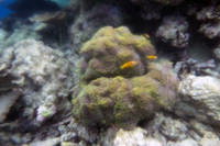 Clownfish with a fogged camera