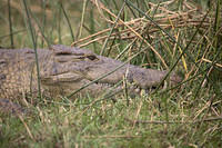 Crocodile close-up
