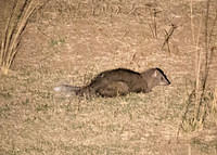 White-tailed mongoose