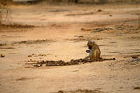 Eating elephant dung