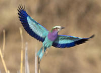 In flight