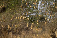 Weaver nests