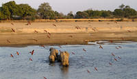 Flock of carmine bee eaters