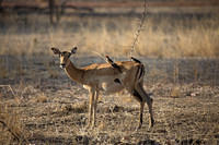 Dirty impala