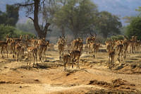 Running impala